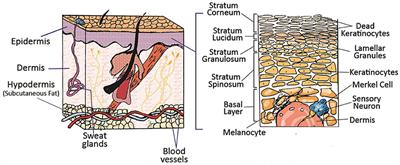 Skin Tissue Substitutes and Biomaterial Risk Assessment and Testing